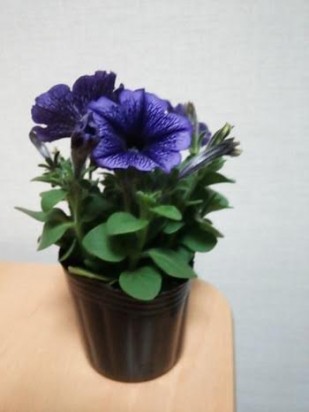 6ffbe3b8-dd74-456c-8134-cdcf53ac661e