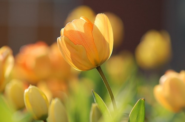 tulip-690320_640 (1)