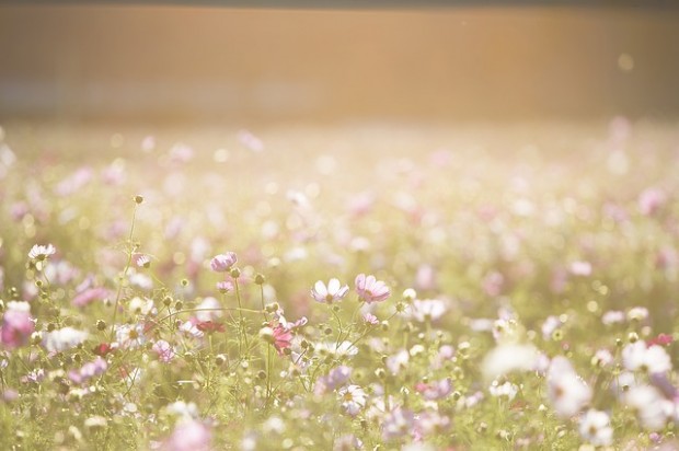 cosmos-flowers-1138041_640 (1)