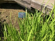 ショウブ(菖蒲)
