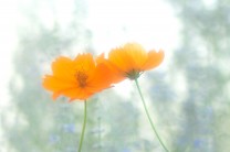 充溢する陽気(写真はイメージです)