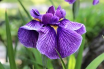 ハナショウブ(花菖蒲)