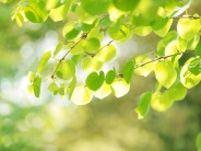 夏至の陽気(画像はイメージです)