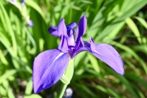 カキツバタ(杜若)