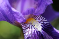 アヤメ(菖蒲)