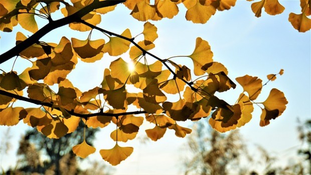 ginkgo-4596718_640