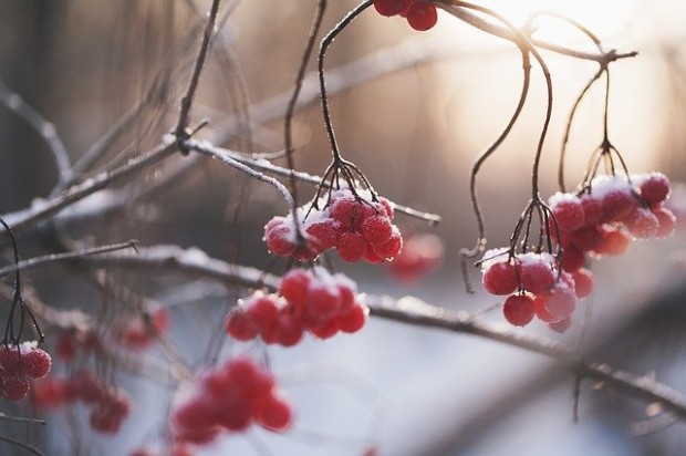 berries-1148973_640 (1)