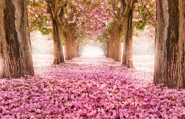 Romantic flower tunnel
