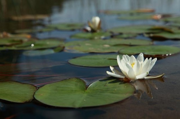 water-lily-flower-gb87a9c038_640
