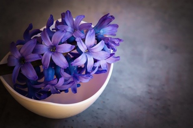 hyacinths-g1efbe58ac_640