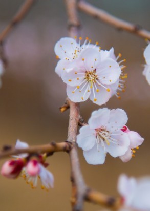 pexels-zhengkui-li-8138318