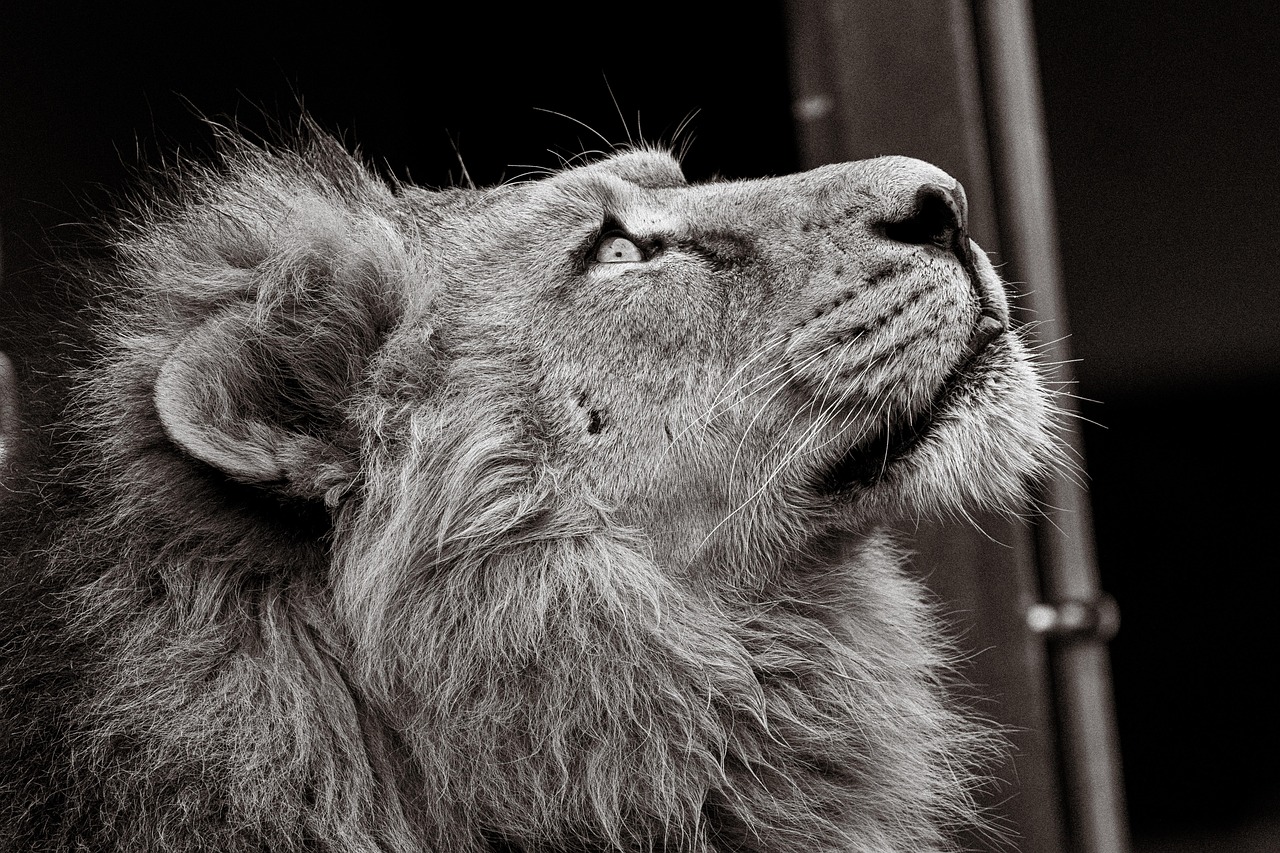 大阪の占い師 菜々の投稿 タロットの休憩室・第十一夜 「力のカードと　ここまで生きてくれてありがとうの金色の糸」