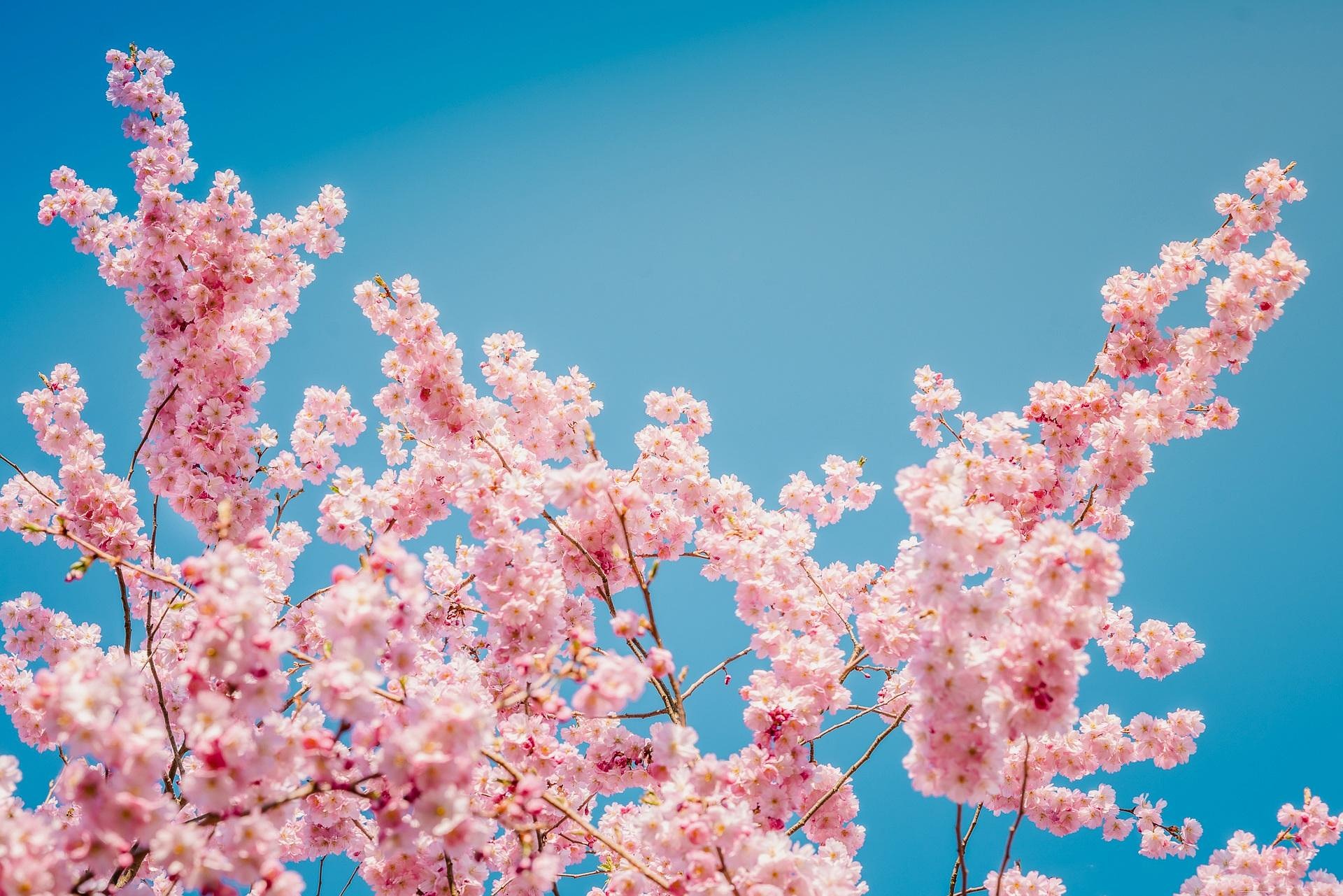 大阪の占い師 菜々の投稿 タロットの休憩室・第十七夜   「桜いろの約束」